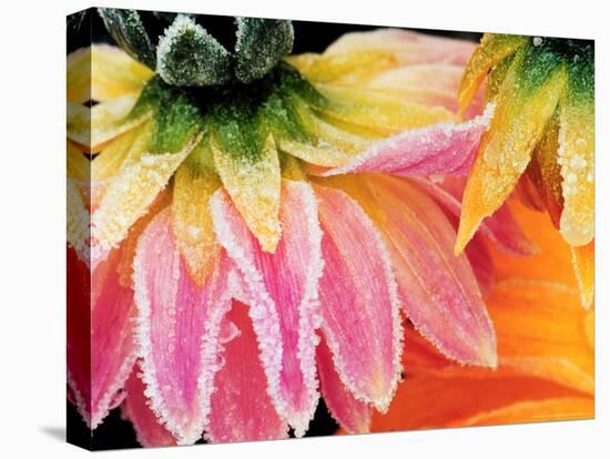 Frost on the Last Blooms of Autumn, Sammamish, Washington, USA-Darrell Gulin-Stretched Canvas