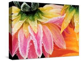 Frost on the Last Blooms of Autumn, Sammamish, Washington, USA-Darrell Gulin-Stretched Canvas