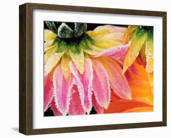 Frost on the Last Blooms of Autumn, Sammamish, Washington, USA-Darrell Gulin-Framed Photographic Print