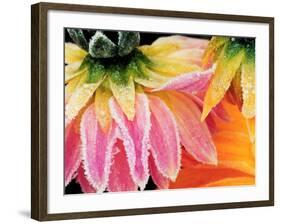 Frost on the Last Blooms of Autumn, Sammamish, Washington, USA-Darrell Gulin-Framed Photographic Print