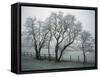 Frost on Trees on Farmland in Winter-Hodson Jonathan-Framed Stretched Canvas