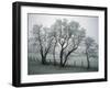 Frost on Trees on Farmland in Winter-Hodson Jonathan-Framed Photographic Print