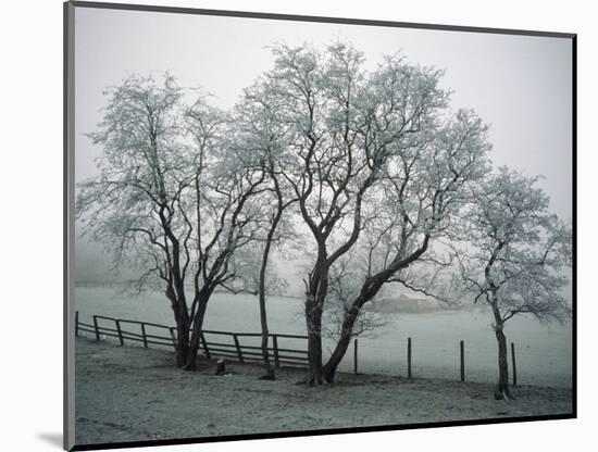 Frost on Trees on Farmland in Winter-Hodson Jonathan-Mounted Photographic Print