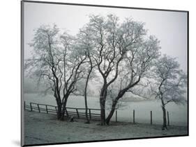 Frost on Trees on Farmland in Winter-Hodson Jonathan-Mounted Photographic Print