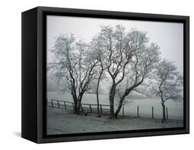 Frost on Trees on Farmland in Winter-Hodson Jonathan-Framed Stretched Canvas