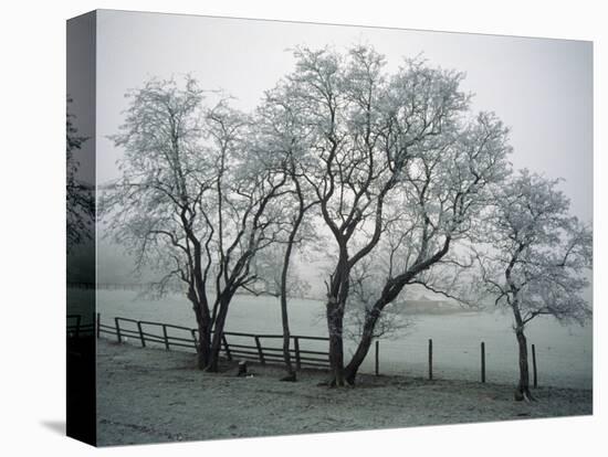 Frost on Trees on Farmland in Winter-Hodson Jonathan-Stretched Canvas