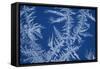 Frost Patterns on Window-Ake Lindau-Framed Stretched Canvas