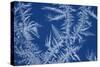 Frost Patterns on Window-Ake Lindau-Stretched Canvas