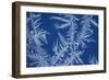 Frost Patterns on Window-Ake Lindau-Framed Photographic Print