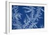 Frost Patterns on Window-Ake Lindau-Framed Photographic Print