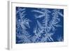 Frost Patterns on Window-Ake Lindau-Framed Photographic Print