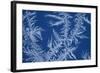 Frost Patterns on Window-Ake Lindau-Framed Photographic Print