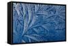 Frost patterns-Charles Bowman-Framed Stretched Canvas