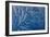 Frost patterns-Charles Bowman-Framed Photographic Print