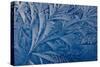Frost patterns-Charles Bowman-Stretched Canvas