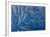 Frost patterns-Charles Bowman-Framed Photographic Print