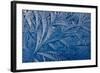 Frost patterns-Charles Bowman-Framed Photographic Print