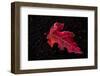 Frost red leaf on black background-Paivi Vikstrom-Framed Photographic Print