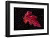 Frost red leaf on black background-Paivi Vikstrom-Framed Photographic Print