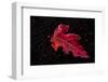 Frost red leaf on black background-Paivi Vikstrom-Framed Photographic Print