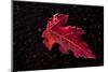 Frost red leaf on black background-Paivi Vikstrom-Mounted Photographic Print