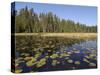 Frost River, Boundary Waters Canoe Area Wilderness, Superior National Forest, Minnesota, USA-Gary Cook-Stretched Canvas