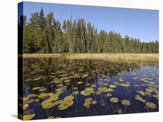 Frost River, Boundary Waters Canoe Area Wilderness, Superior National Forest, Minnesota, USA-Gary Cook-Stretched Canvas