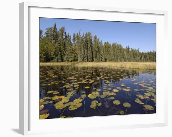 Frost River, Boundary Waters Canoe Area Wilderness, Superior National Forest, Minnesota, USA-Gary Cook-Framed Photographic Print