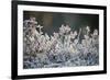 Frost, Sweden, Scandinavia, Europe-Janette Hill-Framed Photographic Print