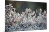 Frost, Sweden, Scandinavia, Europe-Janette Hill-Mounted Photographic Print