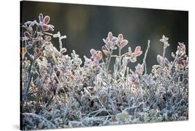 Frost, Sweden, Scandinavia, Europe-Janette Hill-Stretched Canvas