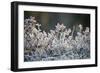 Frost, Sweden, Scandinavia, Europe-Janette Hill-Framed Photographic Print