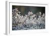 Frost, Sweden, Scandinavia, Europe-Janette Hill-Framed Photographic Print