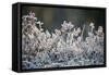 Frost, Sweden, Scandinavia, Europe-Janette Hill-Framed Stretched Canvas