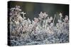 Frost, Sweden, Scandinavia, Europe-Janette Hill-Stretched Canvas