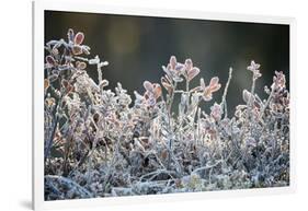 Frost, Sweden, Scandinavia, Europe-Janette Hill-Framed Photographic Print