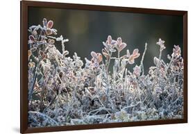 Frost, Sweden, Scandinavia, Europe-Janette Hill-Framed Photographic Print