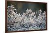 Frost, Sweden, Scandinavia, Europe-Janette Hill-Framed Photographic Print