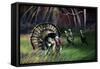 Frost Turkey-Spencer Williams-Framed Stretched Canvas