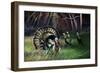 Frost Turkey-Spencer Williams-Framed Giclee Print