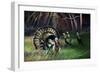 Frost Turkey-Spencer Williams-Framed Giclee Print