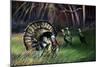 Frost Turkey-Spencer Williams-Mounted Giclee Print