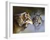 Frost Wolves-Spencer Williams-Framed Giclee Print