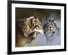 Frost Wolves-Spencer Williams-Framed Giclee Print