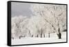 Frost-bcoulter-Framed Stretched Canvas