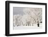Frost-bcoulter-Framed Photographic Print
