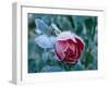 Frost-Ake Lindau-Framed Photographic Print