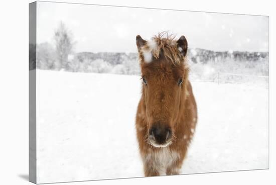 Frosted Equine-Andreas Stridsberg-Stretched Canvas