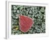 Frosted Hawthorn leaves, Spokane County, Washington, USA-Charles Gurche-Framed Photographic Print