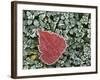 Frosted Hawthorn leaves, Spokane County, Washington, USA-Charles Gurche-Framed Photographic Print